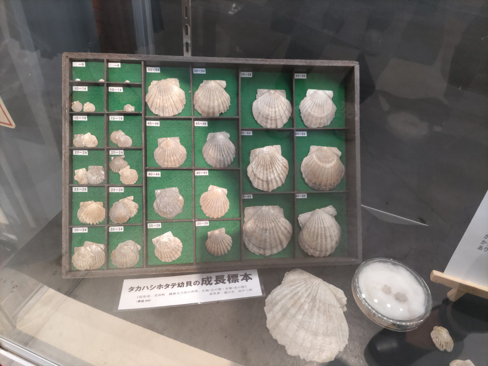 北海道産　タカハシホタテ　化石　日本の化石 古代のホタテ！！イタリア産巨大な貝化石（pecten fossil